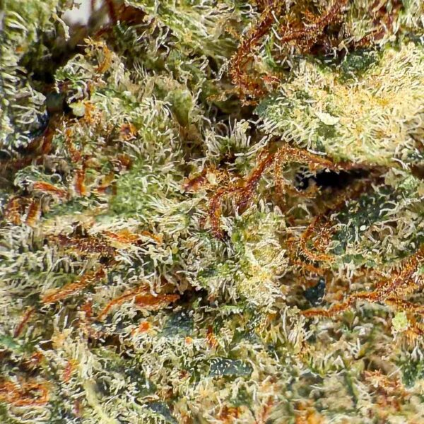 Lemon skunk-medium bud-Indoor-Hydro- THCX 2.0